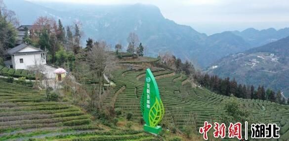 关于湖北恩施:产业集群推进茶旅融合的信息