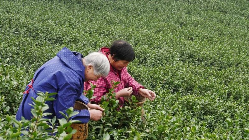 关于许岳荣带队到戴村镇调研茶产业发展情况的最新消息(3)