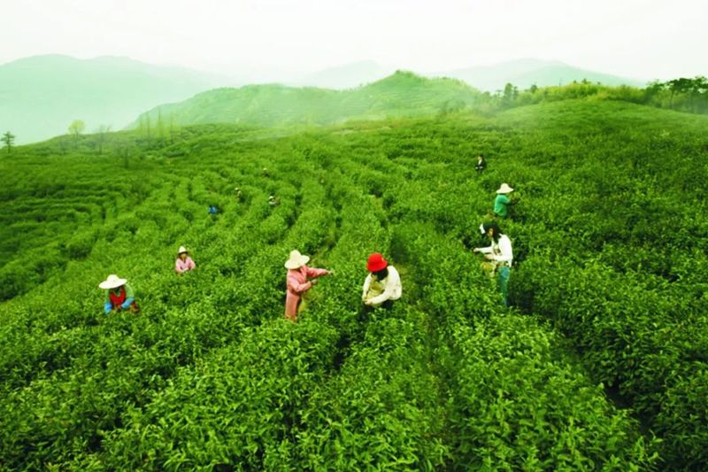 关于许岳荣带队到戴村镇调研茶产业发展情况的最新消息(4)
