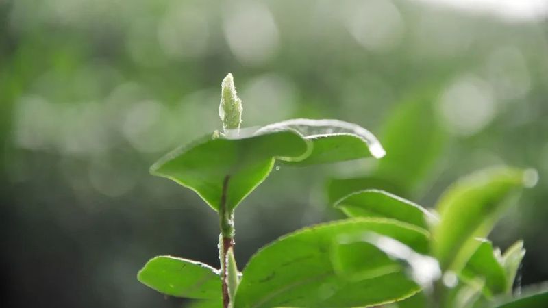 关于许岳荣带队到戴村镇调研茶产业发展情况的最新消息(2)