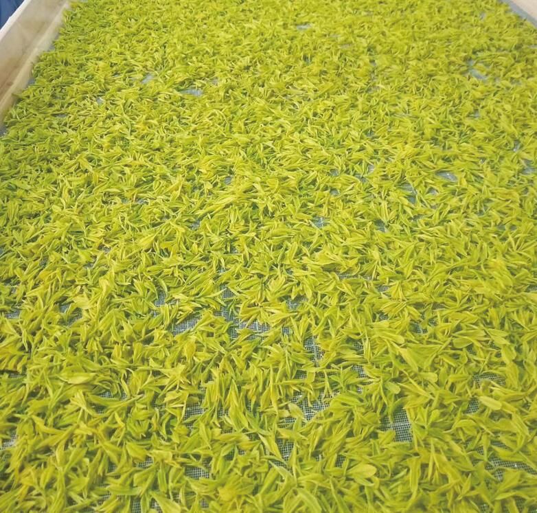 有关于茶产业融入新时代生态文明建设的资讯(1)