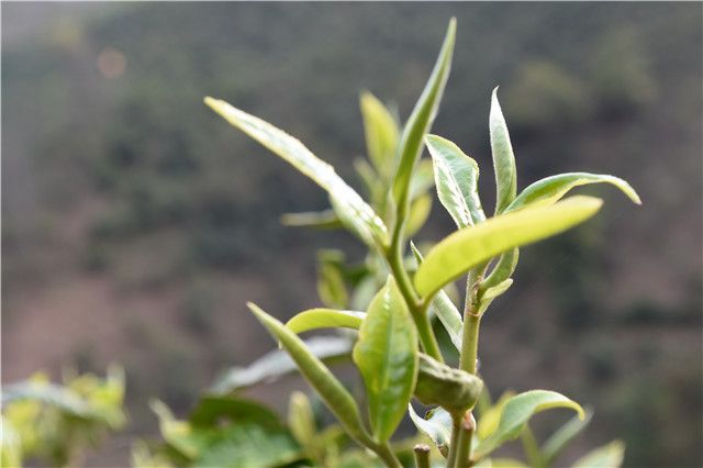 有关于凤庆红茶春茶价格2023的内容
