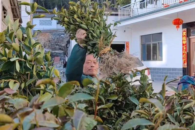 有关于安徽休宁：人勤春来早 茶农买茶苗的相关内容
