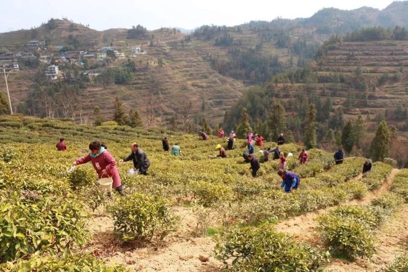 关于印江：春雨润土壤墒情缓 春茶管护补植忙的相关内容