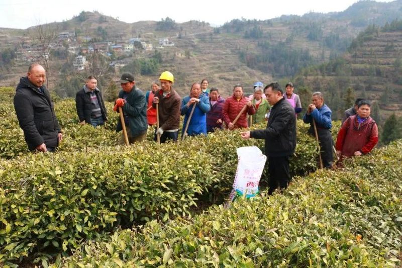 关于印江：春雨润土壤墒情缓 春茶管护补植忙的相关内容(2)