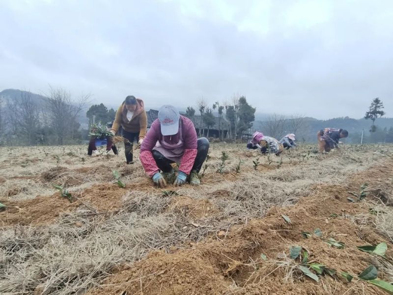 关于印江：春雨润土壤墒情缓 春茶管护补植忙的相关内容(5)