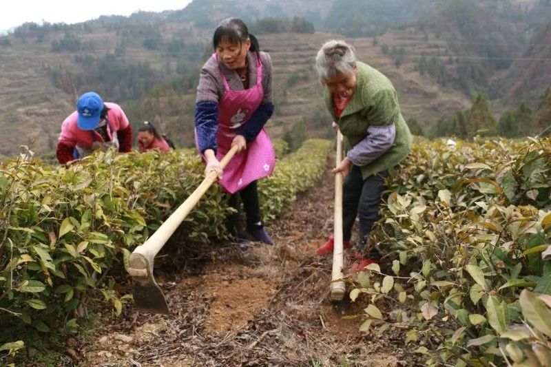 关于印江：春雨润土壤墒情缓 春茶管护补植忙的相关内容(3)