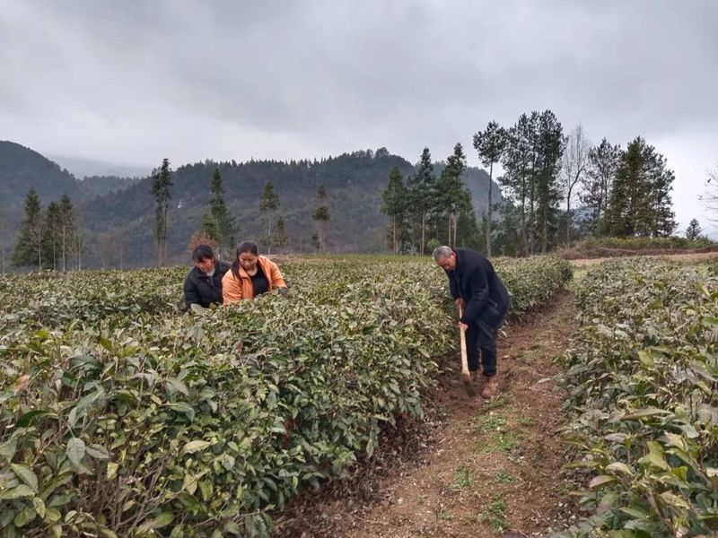 关于印江：春雨润土壤墒情缓 春茶管护补植忙的相关内容(4)