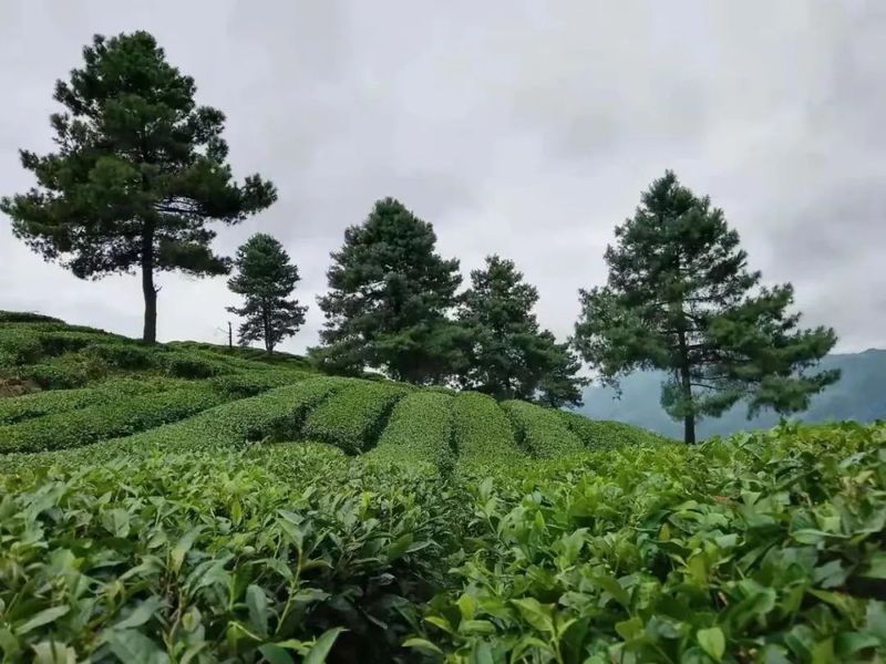 关于印江：春雨润土壤墒情缓 春茶管护补植忙的相关内容(6)