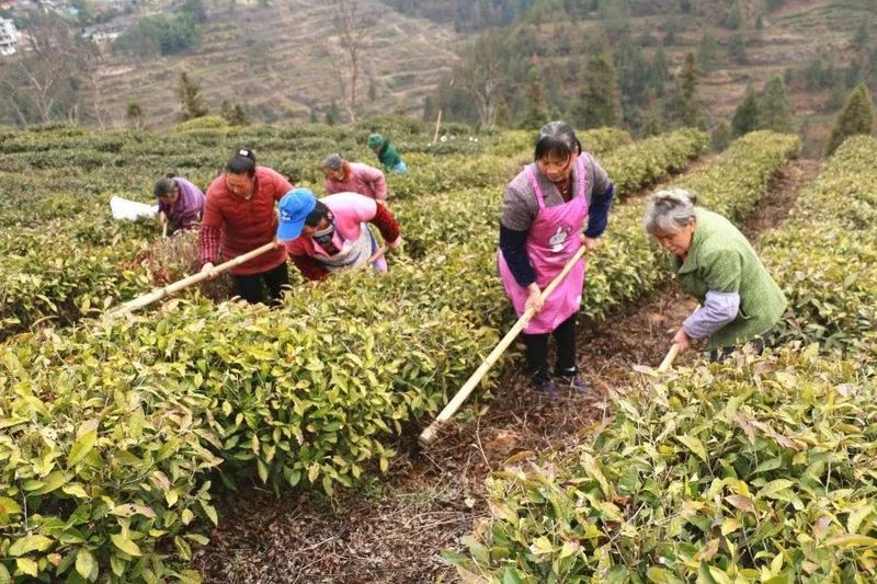 关于印江：春雨润土壤墒情缓 春茶管护补植忙的相关内容(1)
