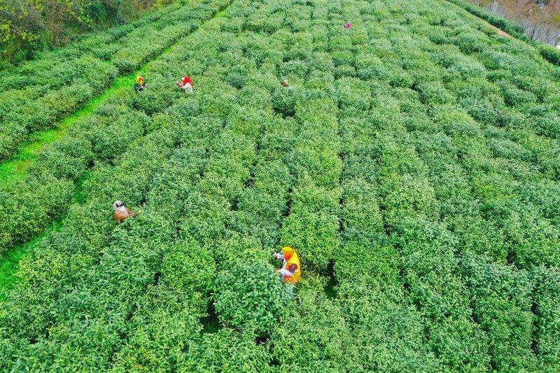 有关于水韵江苏奏响茶旅“交响乐”的新闻
