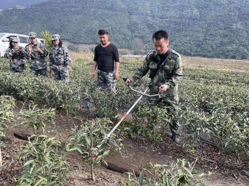 有关于墨脱县农业农村局赴德兴村开展助力产业振兴茶产业现场培训会的相关内容