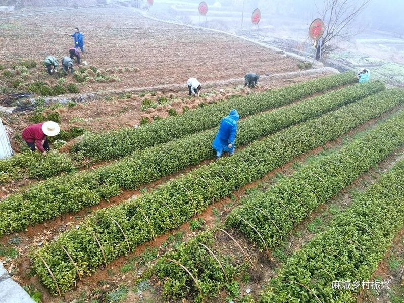关于龟山镇:代表委员齐聚共话茶产业高质量发展的最新消息(2)