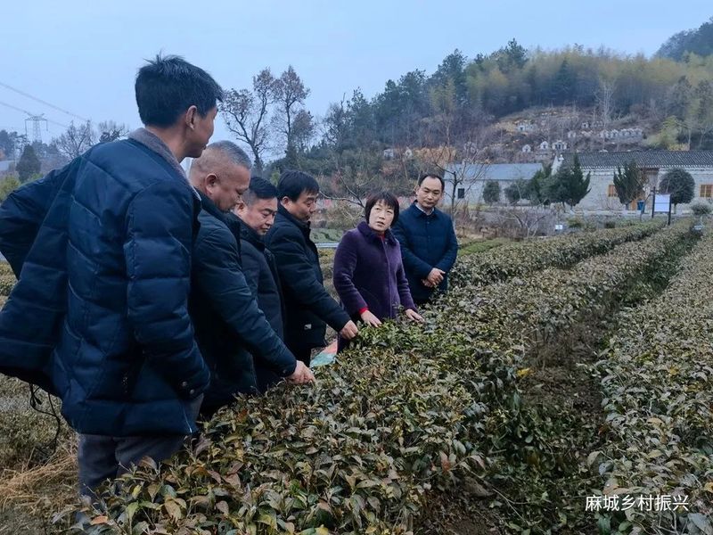 关于龟山镇:代表委员齐聚共话茶产业高质量发展的最新消息(1)