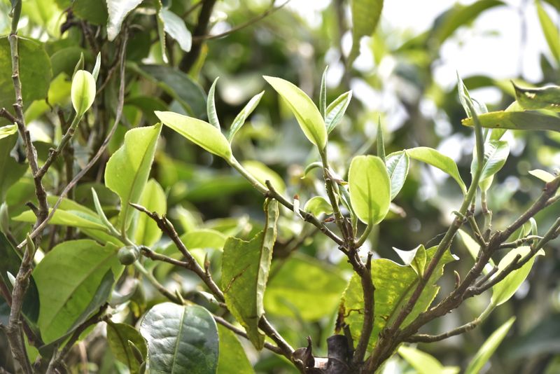 有关于2023年布朗山普洱春茶价格行情表的消息(2)