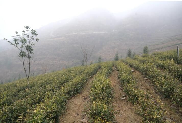 关于蒲场大溪村：春茶管护忙 只待溢新香的信息(2)