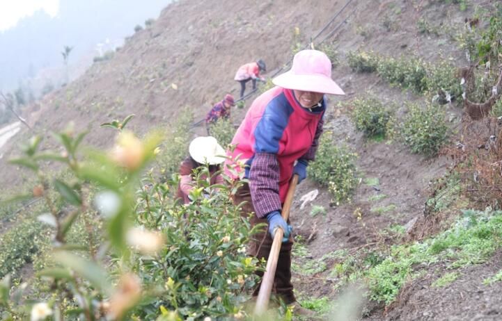 关于蒲场大溪村：春茶管护忙 只待溢新香的信息(1)