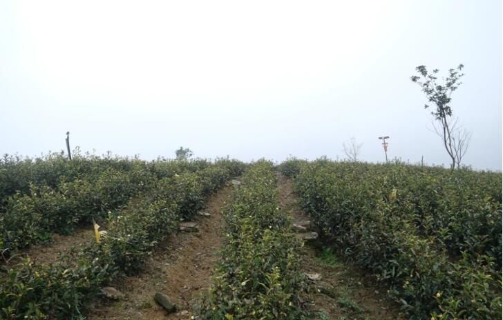 关于蒲场大溪村：春茶管护忙 只待溢新香的信息