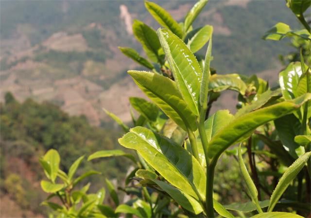 有关于普洱春茶什么时候采摘的消息