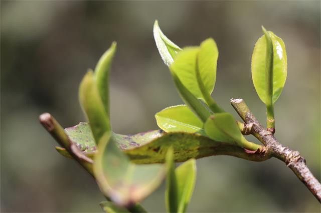 有关于普洱春茶什么时候采摘的消息(1)