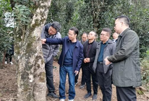 关于吴强到扶绥县开展姑辽茶产业发展调研的相关信息(1)