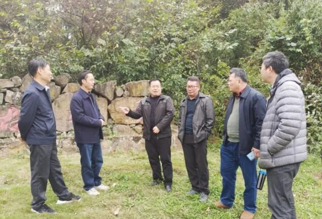 关于吴强到扶绥县开展姑辽茶产业发展调研的相关信息