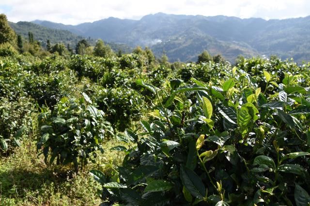 有关于景东无量山2023年春茶价格的资讯