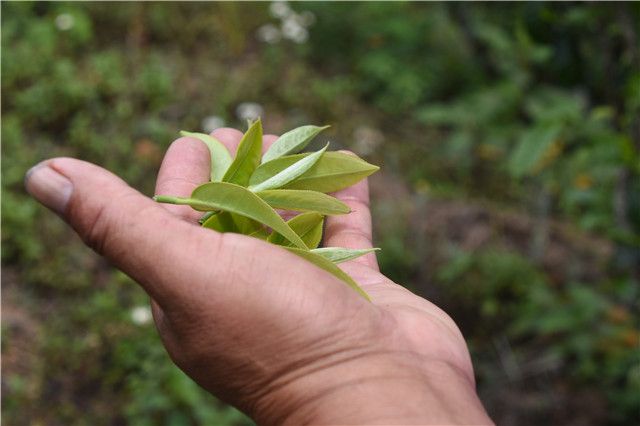 有关于景东无量山2023年春茶价格的资讯(2)