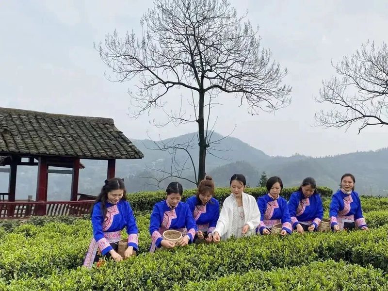 关于2023年第十六届中国·宜宾早茶节精彩亮点的相关信息