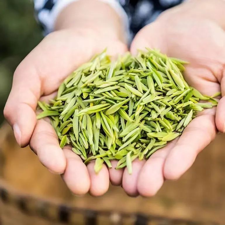 关于2023年第十六届中国·宜宾早茶节精彩亮点的相关信息(2)