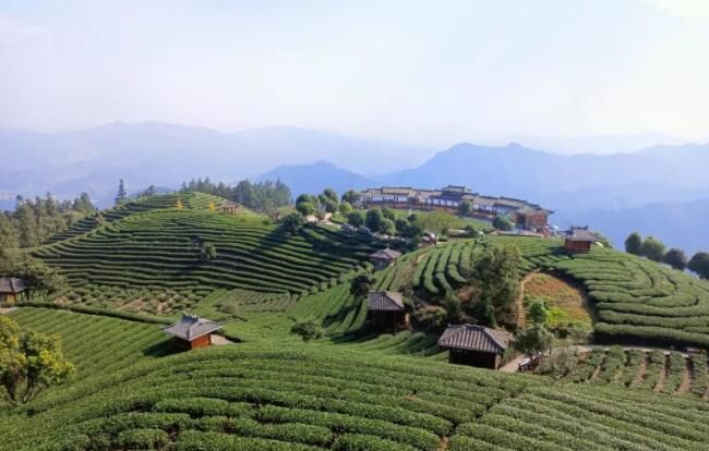 有关于蒙山县：迈出茶产业发展新步伐的新闻(3)