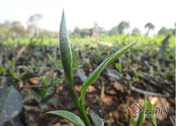有关于普洱市获首个国家级茶树新品种登记的信息(1)