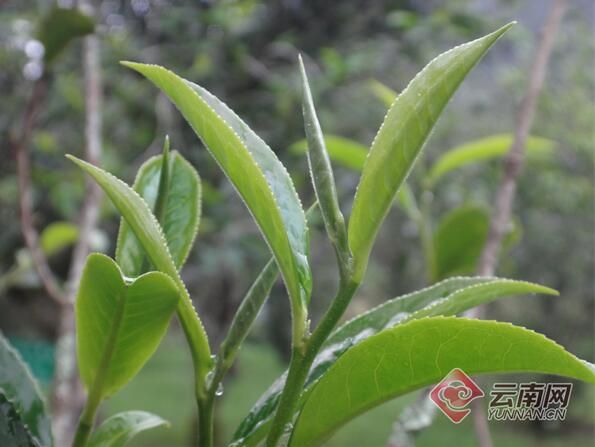 有关于普洱市获首个国家级茶树新品种登记的信息(2)