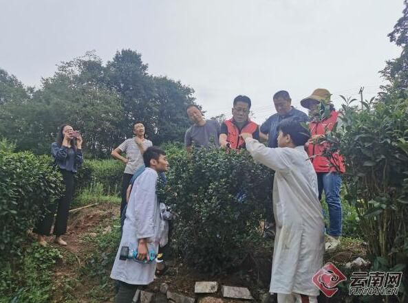 关于昭通大关：人才引擎激活茶产业发展新动能的新闻(2)