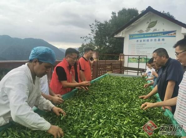 关于昭通大关：人才引擎激活茶产业发展新动能的新闻(1)