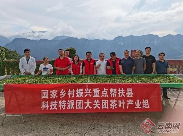 关于昭通大关：人才引擎激活茶产业发展新动能的新闻