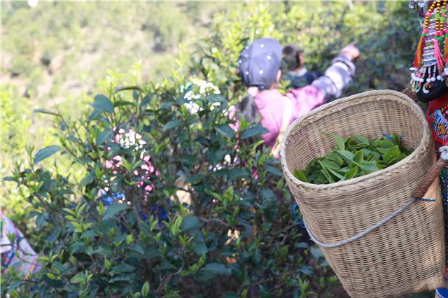 关于2023年开春品牌普洱茶市场行情走势如何？的最新消息(2)