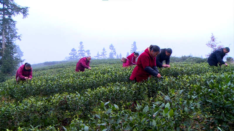 关于春回大地,茶飘香,蒙顶山茶首批春茶开采!的内容