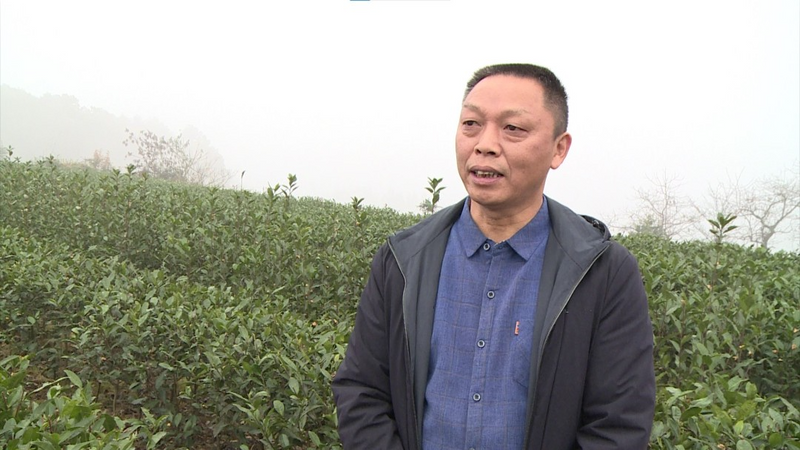 关于春回大地,茶飘香,蒙顶山茶首批春茶开采!的内容(1)