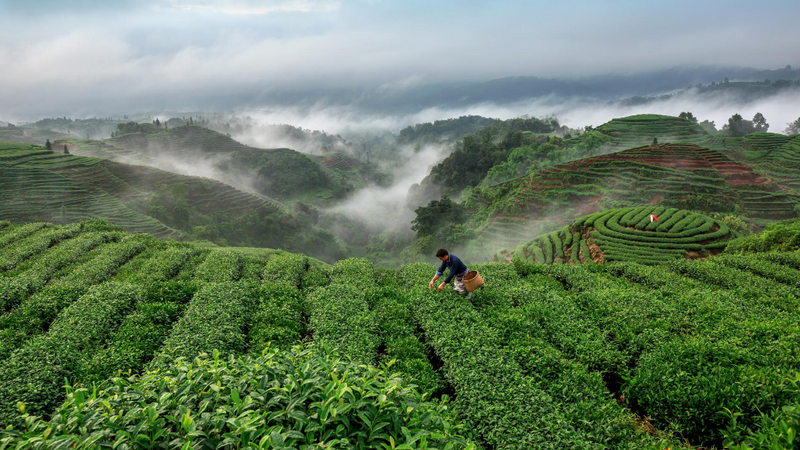 关于春回大地,茶飘香,蒙顶山茶首批春茶开采!的内容(4)