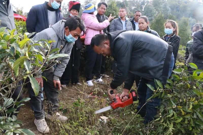 有关于绿春县：梯次育才激活茶产业“人才引擎”的资讯(4)