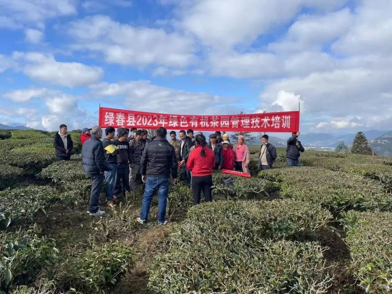 有关于绿春县：梯次育才激活茶产业“人才引擎”的资讯(3)