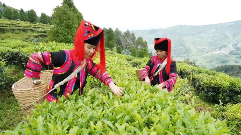 有关于绿春县：梯次育才激活茶产业“人才引擎”的资讯(2)