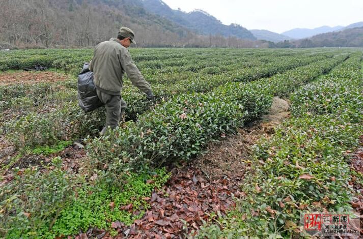 关于杭州：早春茶园忙管护的资讯(2)