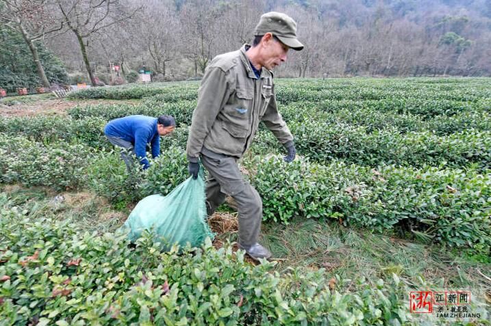 关于杭州：早春茶园忙管护的资讯(3)