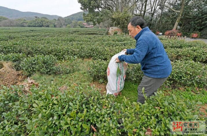 关于杭州：早春茶园忙管护的资讯(4)