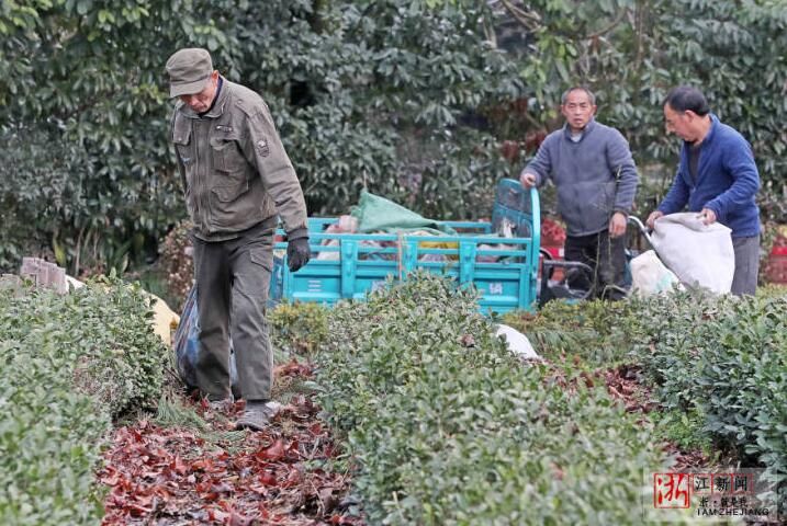 关于杭州：早春茶园忙管护的资讯(1)