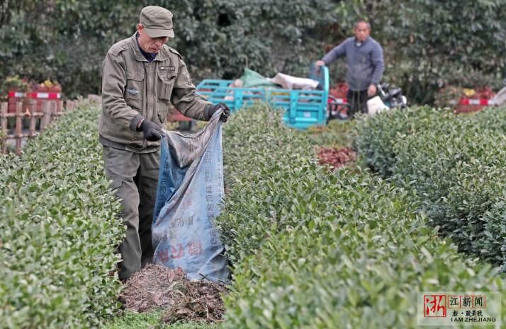 关于杭州：早春茶园忙管护的资讯