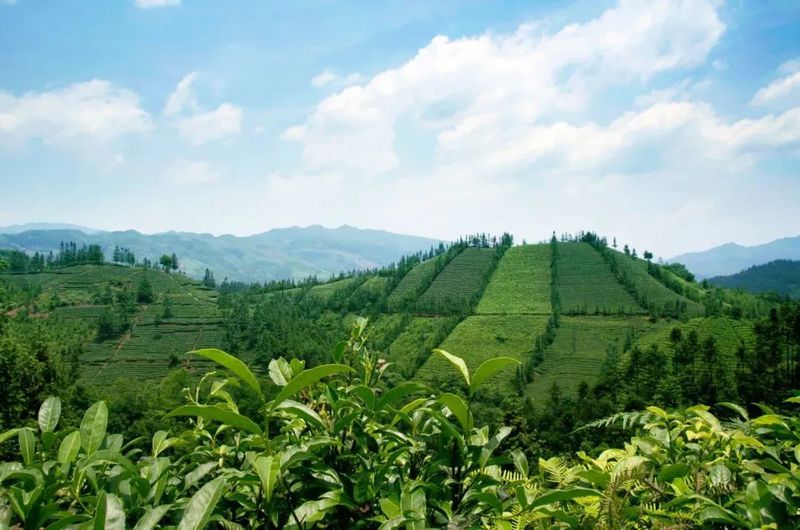 有关于乡村振兴与茶业责任，这场经济年会助力“黔茶”高质量发展的消息(18)