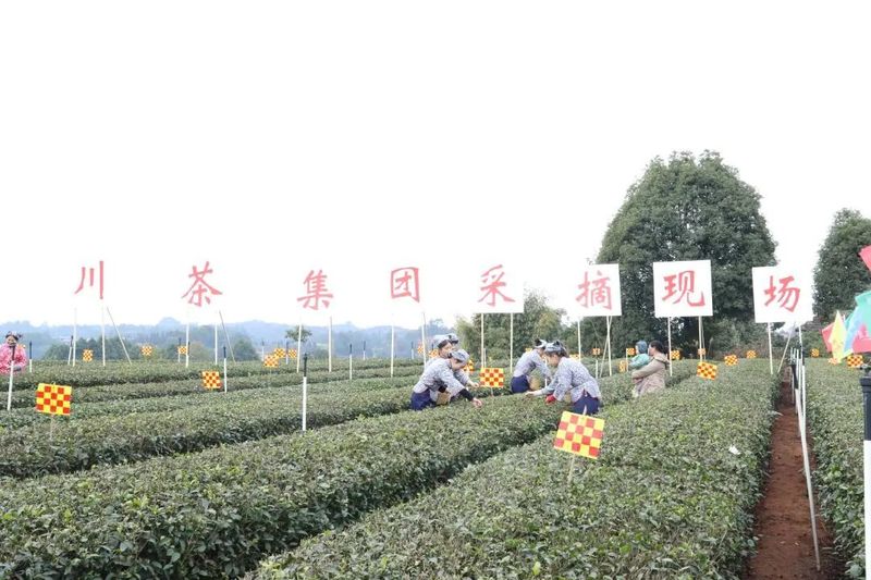 关于川茶集团的相关内容(4)